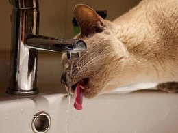 Кот пьёт воду на кухне