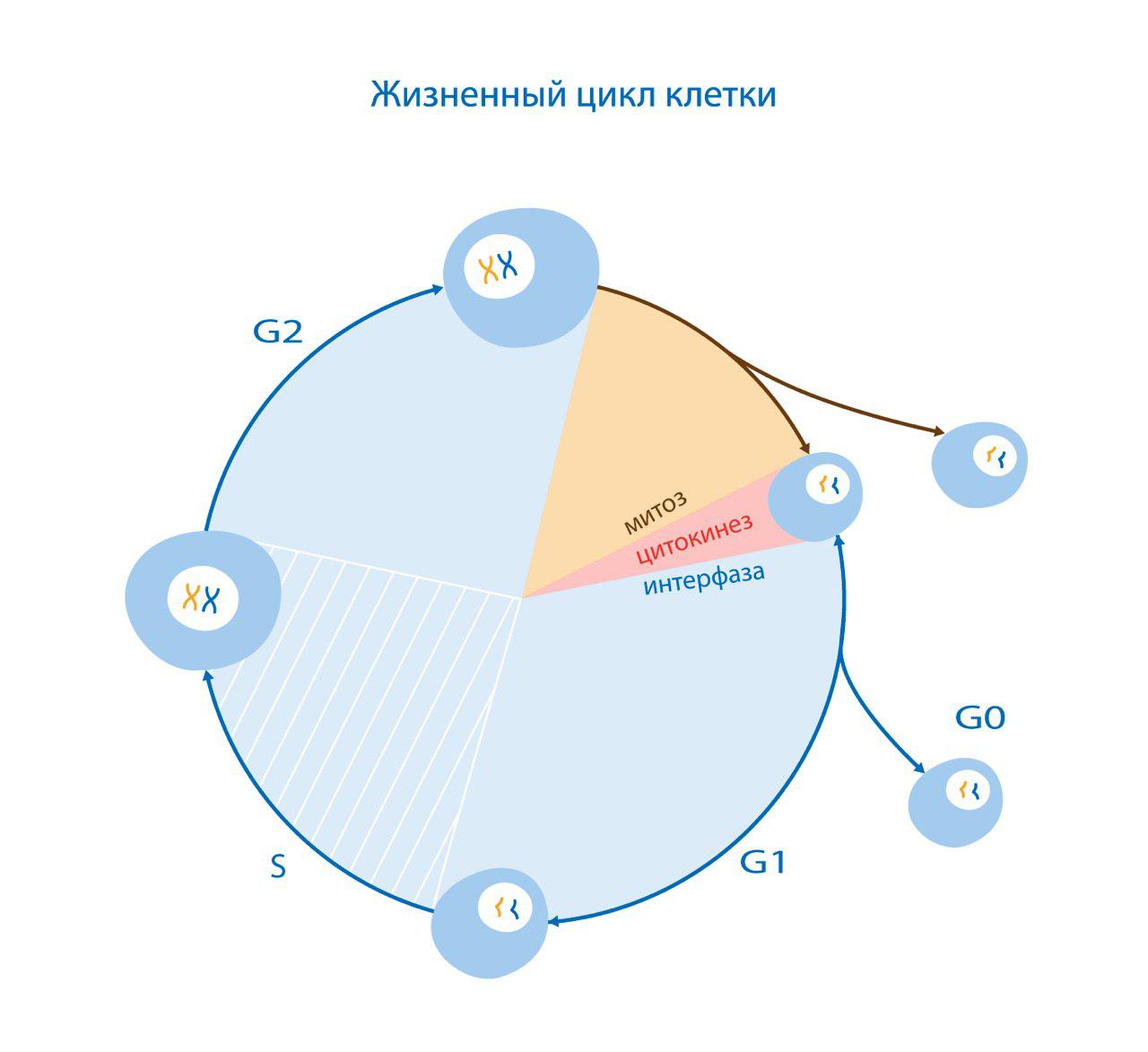 Клеточный цикл рисунок