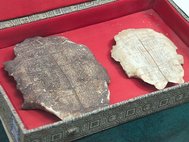 Щитки черепах с надписями в музейной экспозиции