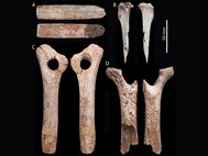 Украшенные аналогичными обнаруженными на человеческих костях гравировками кости животных со стоянки эпохи позднего палеолита