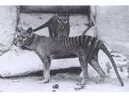 Тилацины в Вашингтонском зоопарке, ок. 1906 г.