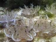 Медузы из рода Cassiopea