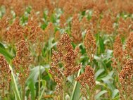 Sorghum bicolor