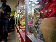 Контактный зоопарк "Зверушки как игрушки" в ТРК Vegas