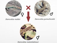 Однополые, клонально размножающиеся ящерицы вида D.rostombekowi возникли в результате межвидового скрещивания особей двуполых видов D. raddei и D. portschinskii