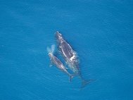 Самка северного гладкого кита с детенышем