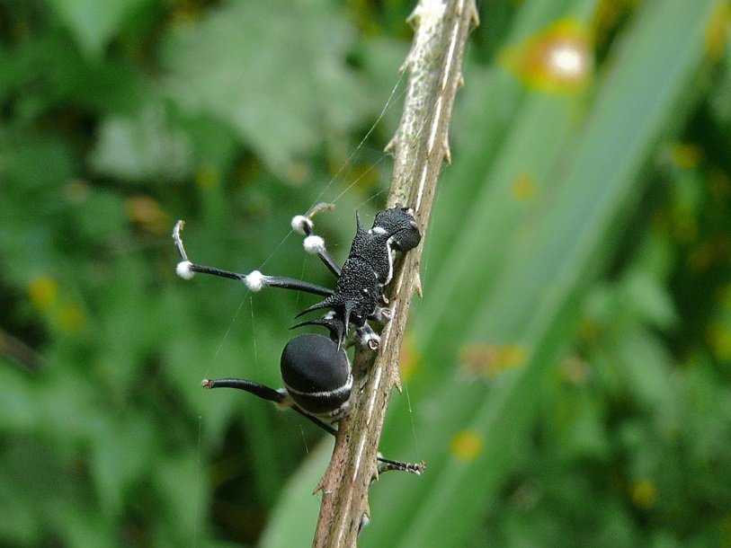 Зараженный муравей вида Polyrhachis armata