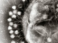 Бактериофаги, атакующие бактерию