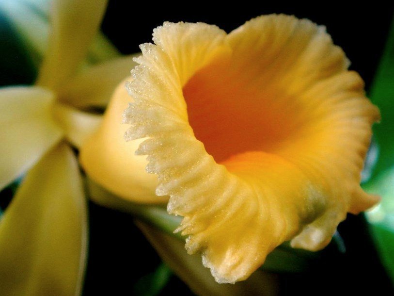 Цветок ванили плосколистной (Vanilla planifolia)