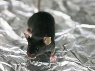 Ученые добились уменьшения симптомов фиброза у лабораторных мышей