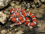 Поперечнополосатая королевская змея (лат. Lampropeltis triangulum) - один из видов змей, подверженных заболеванию