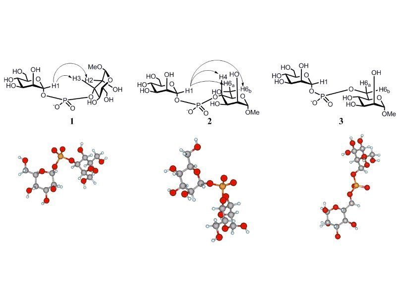 Зарегистрированные ядерные эффекты Оверхаузера и трехмерные структуры дисахаридов с фосфатным мостиком