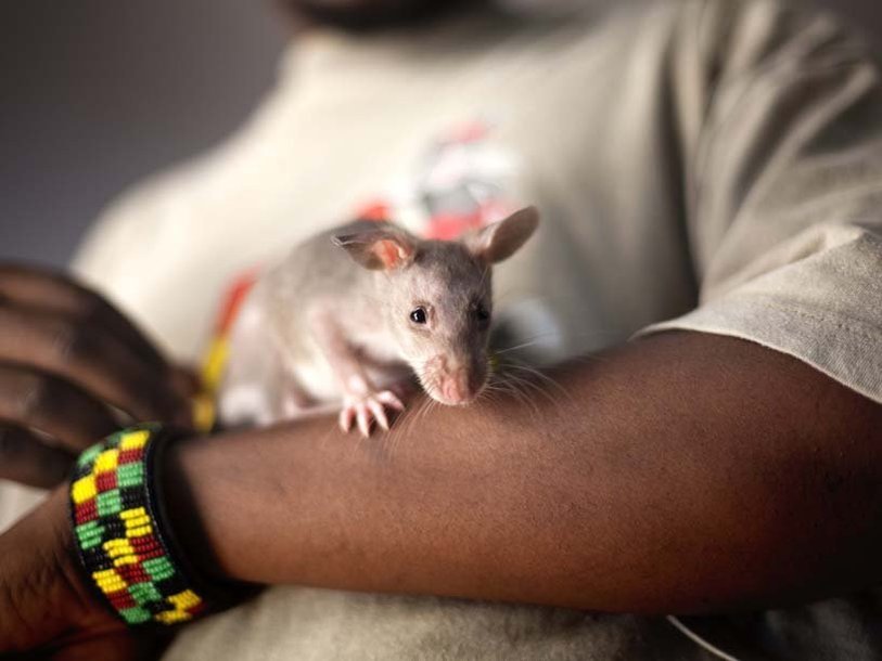Африканская хомяковая крыса в APOPO