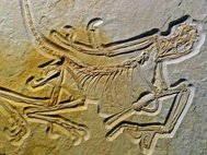 Скелет нового экземпляра археоптерикса