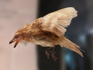 Реконструкция иберомезорниса (Iberomesornis), одного из представителей подкласса энанциорнисовых птиц