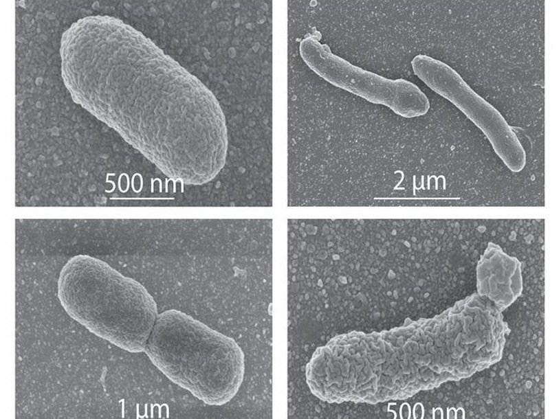Обычные и модифицированные бактерии