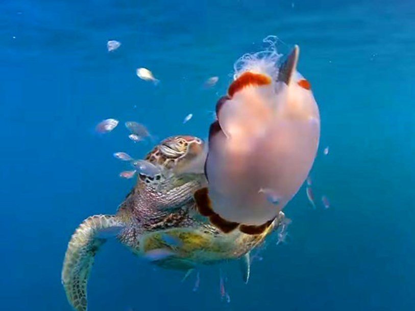 Зеленая черепаха хватает медузу