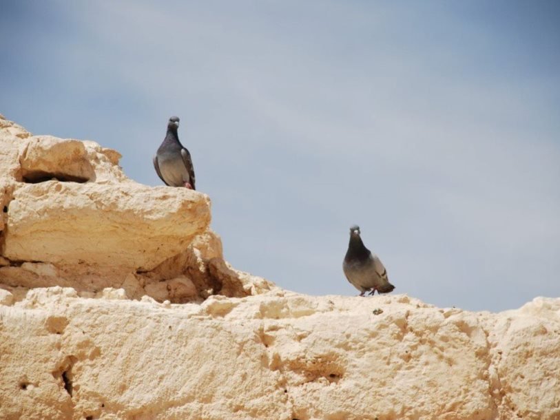 Голуби в пустыне Негев