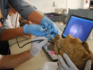 Ученые извлекают зуб из мумифицированной головы