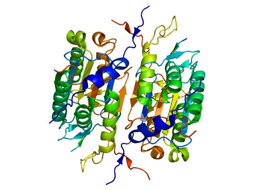 Структура белка каспаза-2