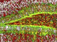 Нейрогенная ниша гиппокампа. Зелёным изображены стволовые клетки (Nestin-GFP), красным – астроцитарный белок (GFAP). Трёхмерная реконструкция серии конфокальных изображений. Предоставлено авторами исследования