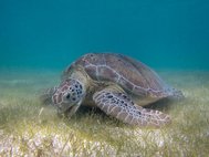 Зеленая морская черепаха (Chelonia mydas)
