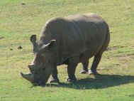 Ангалифу, северный белый носорог, умерший от старости в 2014 году