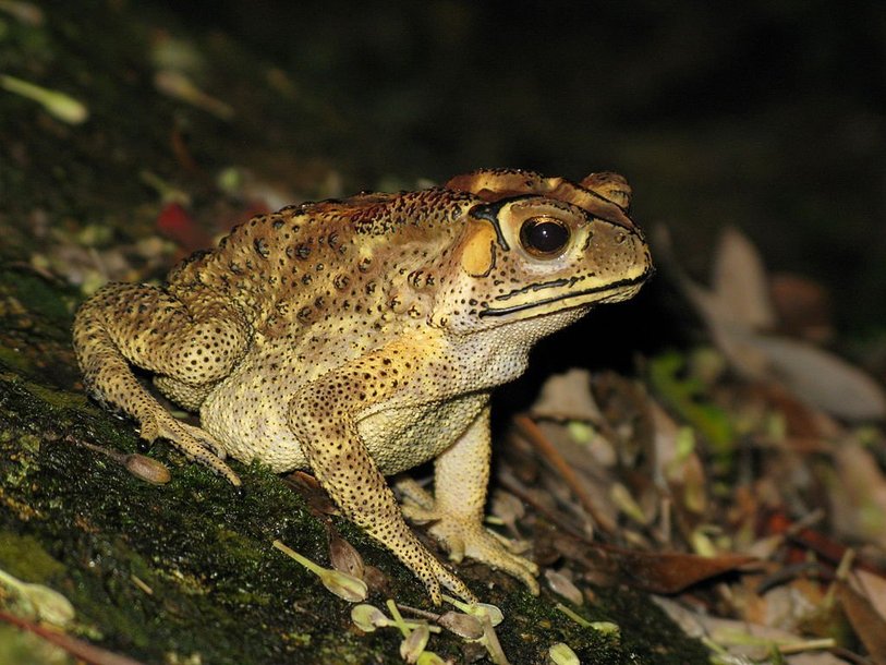 Малайская жаба
