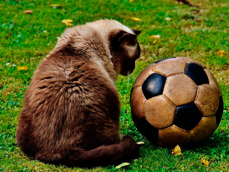  Кот с футбольным мячом / pixabay.com