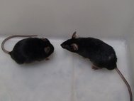 Поведение мыши с симптомами аутистического спектра и состоянием выраженной тревожности в реакции на незнакомого партнера (слева) и контрольного самца, проявляющего к нему интерес (справа)