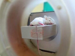 Мышь и MPQ-прибор 