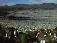 Колония пингвинов на острове Кошон в 1982 году