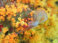 Медуза, захваченная коралловыми полипами