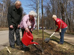 Посадка липовой аллеи