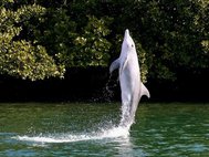 Дикие дельфины научились ходить на хвосте у дельфинихи по имени Билли