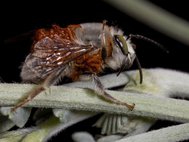 Пчела вида Habropoda pallida с личинками жука
