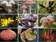 Разнообразие грибов