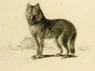 Волк с острова Хонсю, иллюстрация датирована 1826-1830 гг.