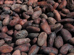 Обжаренные бобы какао