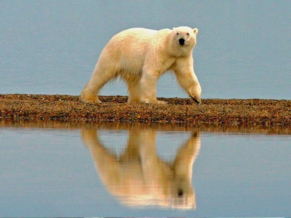 Полярный медведь в изменившемся ландшафте