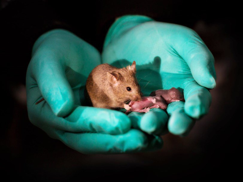 Одна из рожденных в ходе эксперимента мышей с собственным потомством