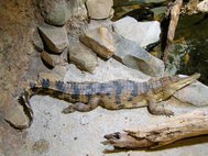 Африканский узкорылый крокодил