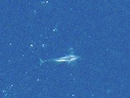 Спутниковый снимок кита