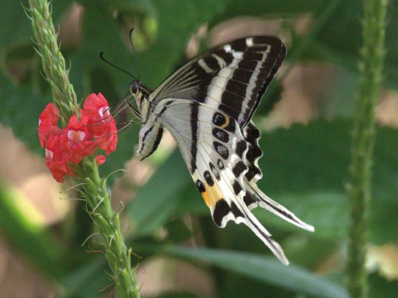 Papilio natewa