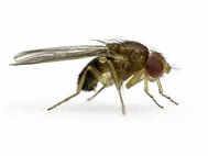 Дрозофила Судзуки (Drosophila suzukii)