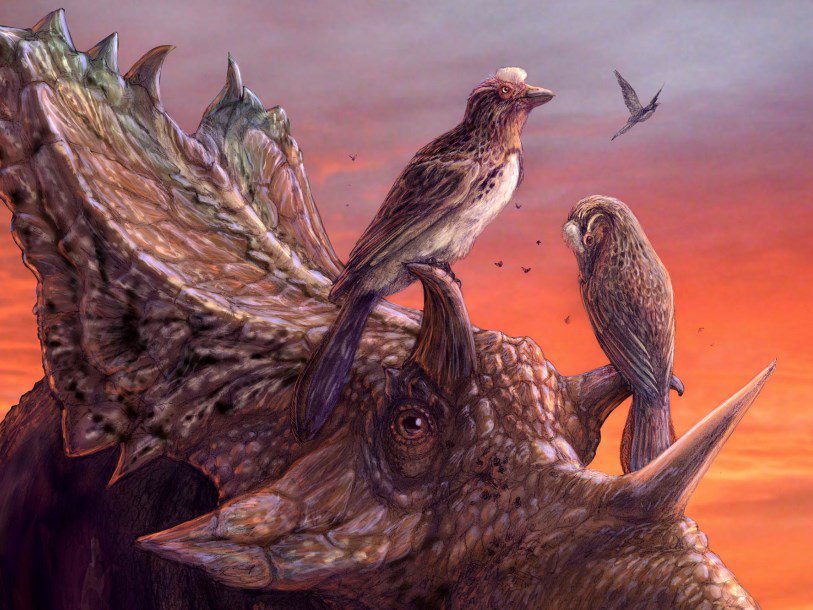 Mirarce eatoni на рогах динозавра вида Utahceratops gettyi
