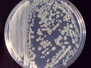 Колония Enterobacter в чашке Петри
