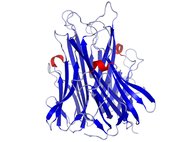Структура белка TNF