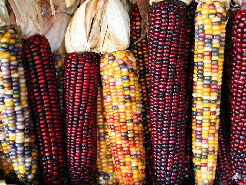 Початки различных сортов кукурузы