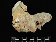 Фрагмент обнаруженного черепа с «ухом ныряльщика»